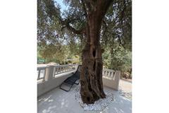 Old Fisherman*s Dom with balcony  Apartament 2: (2+0) – Olive tree foto 2