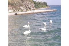 Apartamenty Benić Apartament 4 – Apart 2 foto 1