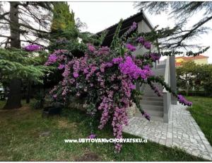 Flowers Apartament Medulin, Fucane 2
