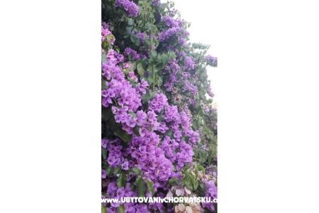 Apartamenty Danica foto 4