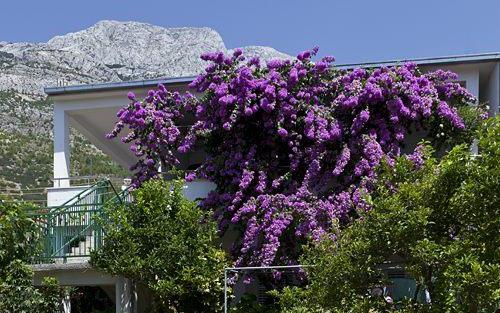 Dom  Marta - nocleg Baska Voda Chorwacja