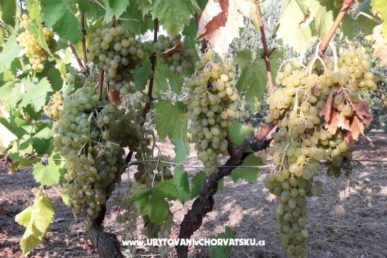 Apartamenty Cannela Oasis – foto 17