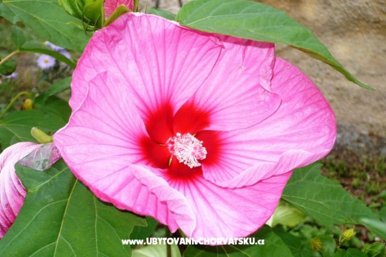 Apartamenty Zana – foto 21