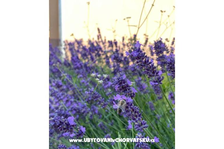 Dom wakacyjny Bepina – foto 22