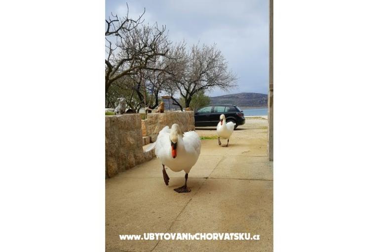 Apartamenty Tomic – foto 4