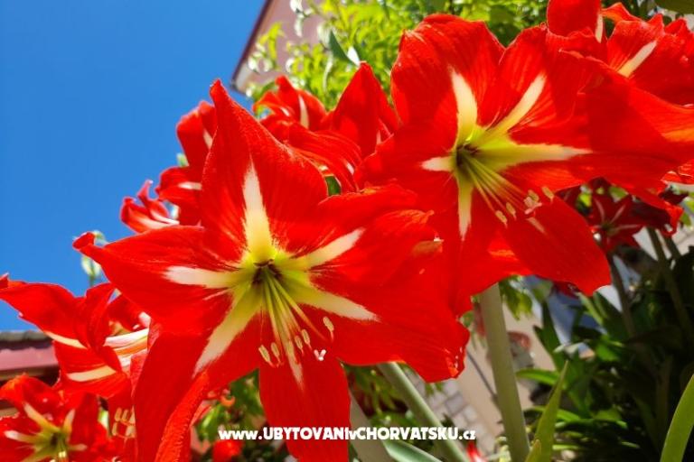 Apartamenty Tomic – foto 7