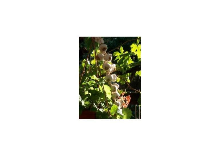 Apartamenty Rosan Pakostane – foto 10