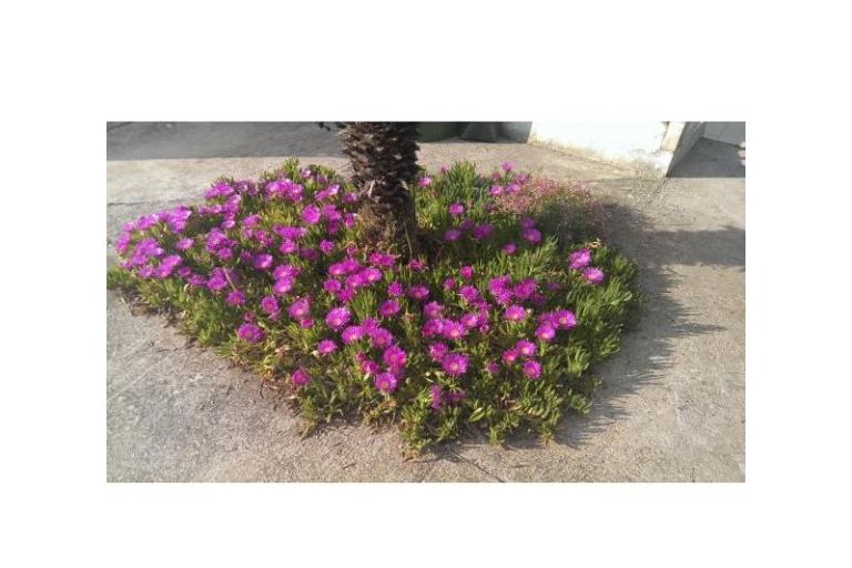 Apartamenty Šime – foto 10