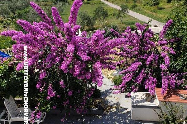 Apartamenty Lupić – foto 16