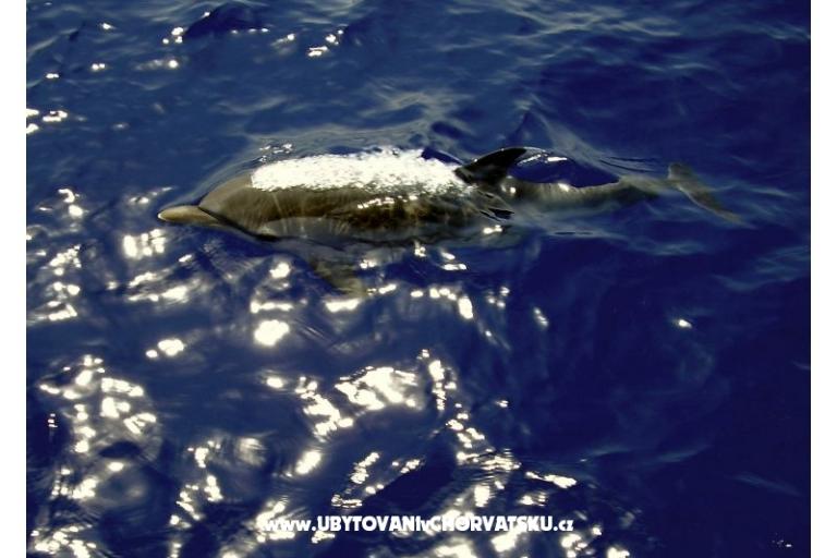 Apartamenty Lavdara – foto 10