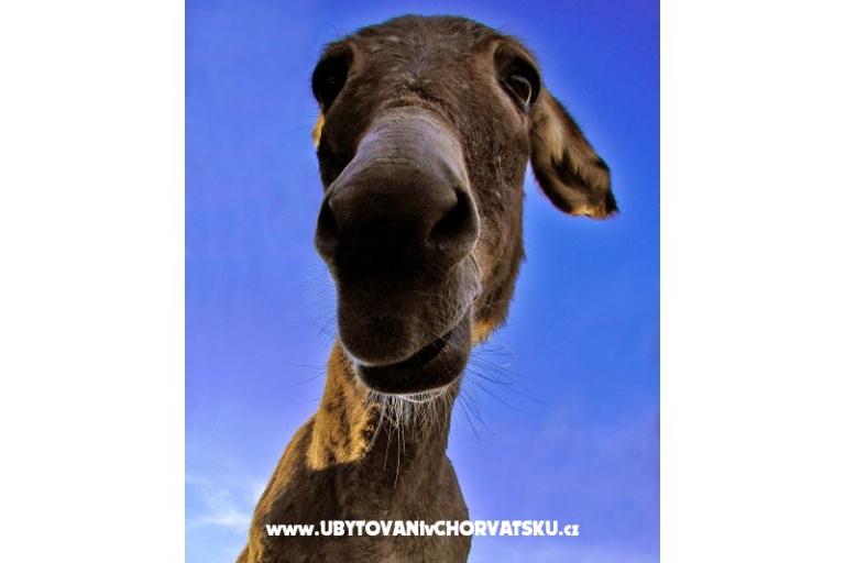 Apartamenty Lavdara – foto 11