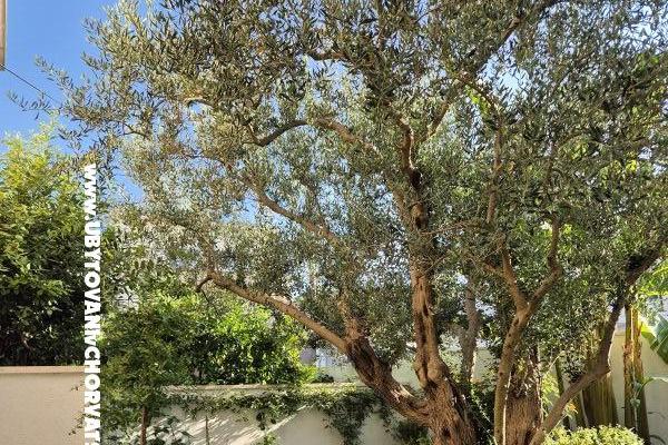 The Three Flowers Pool Dom – foto 60